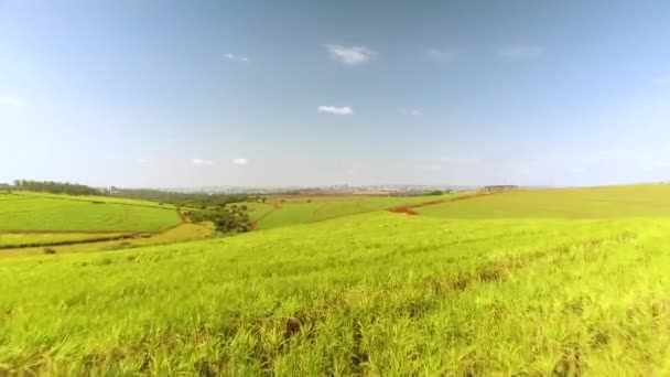 Vista Aérea Campo Cultivado — Vídeo de Stock