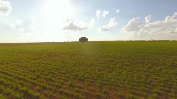 Aerial View Cultivated Field — Stock Video