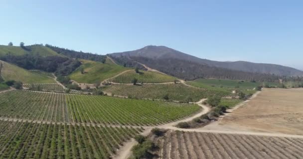 Vue aérienne de la culture en champ 