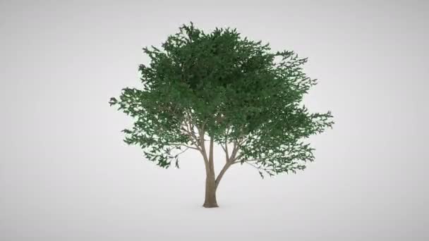 Árbol Con Follaje Verde Ancho — Vídeos de Stock