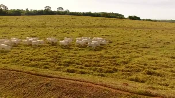 Εναέρια Άποψη Των Λευκών Αγελάδων Που Κινούνται Πράσινο Πεδίο — Αρχείο Βίντεο