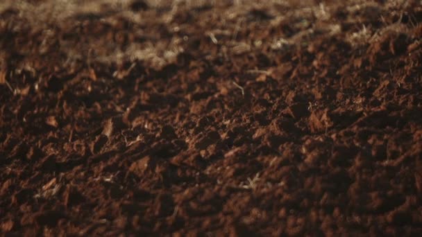 Close View Brown Soil Texture — Stock Video