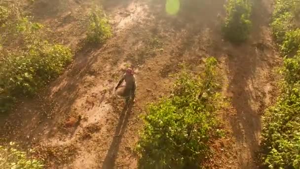 Homme Mûr Travaillant Dans Jardin — Video