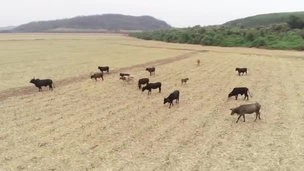Vacas Lindas Pasto Campo — Vídeos de Stock
