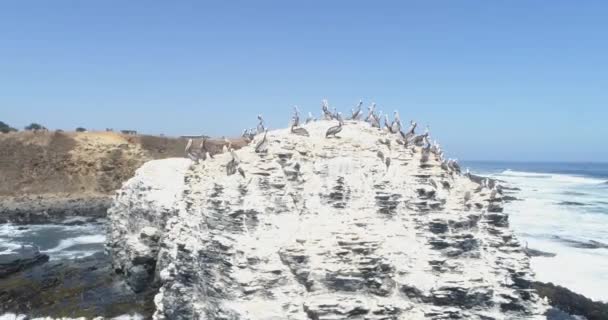 Sea Birds Warming Big Stone — Stock Video