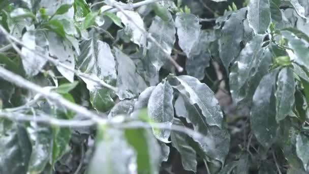 Yağmurdan Sonra Islak Yaprakların Yakın Görüntüsü — Stok video