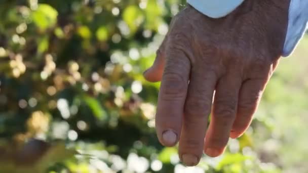 Volwassen Man Loopt Buurt Van Groene Struiken Controleren Van Planten — Stockvideo