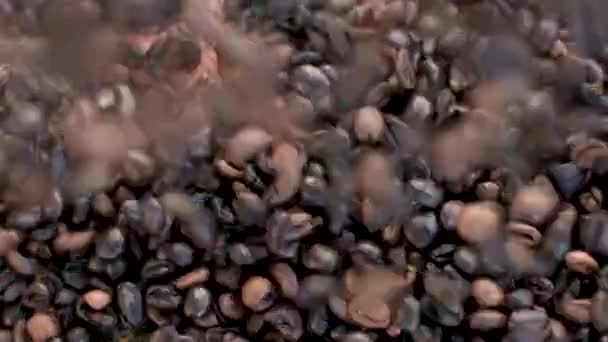 Close View Roasted Coffee Beans Cup Coffee — Stock Video