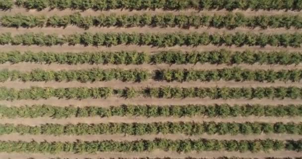 Vista Aérea Del Cultivo Campo — Vídeos de Stock