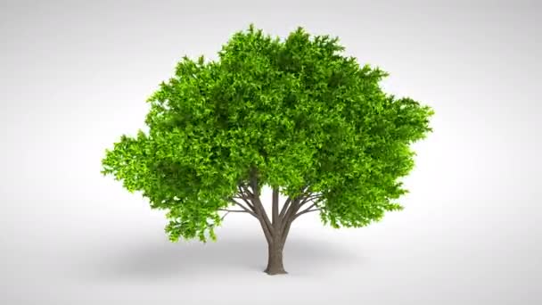 Árbol Con Follaje Verde Ancho — Vídeo de stock