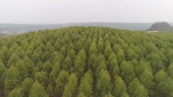 Vue aérienne du champ cultivé 