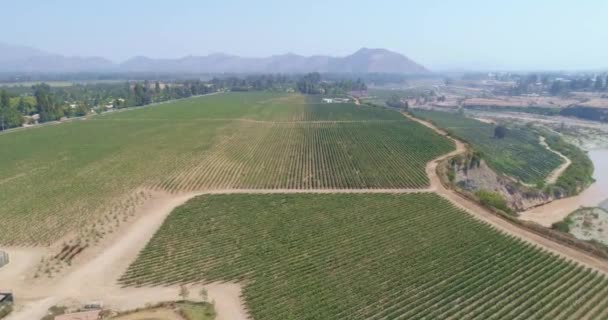 Vista Aérea Del Cultivo Campo — Vídeos de Stock