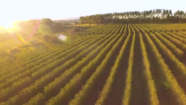 Vista Aérea Del Campo Cultivado — Vídeo de stock