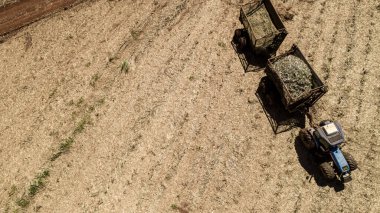 Brezilya 'da güneşli bir günde şeker kamışı hasadı. Hava görünümü.