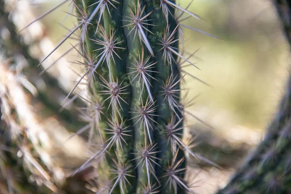 Vista Detalhada Das Plantas Tropicais Campo — Fotografia de Stock