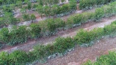 Büyüyen çalılarla tarımsal alanların havadan görünüşü