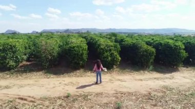 Çalı yetiştiren tarımsal alanda yürüyen bir kadın