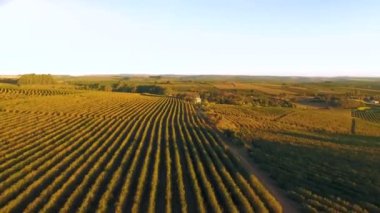 Tarım alanının havadan görünüşü