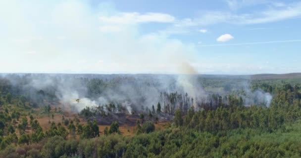 Paysage avec arbres en feu, catastrophe naturelle 