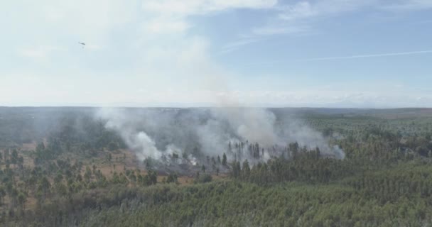 Landscape Burning Trees Natural Disaster — Stock Video