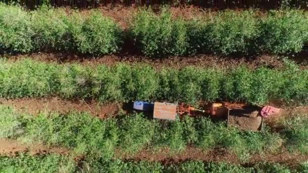 Lavoratore Raccogliendo Chicchi Caffè Cespugli Maturi — Video Stock