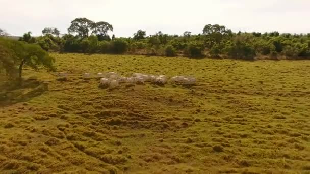 Vista Aérea Vacas Brancas Correndo Por Campo Verde — Vídeo de Stock