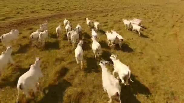 Vista Aérea Vacas Blancas Corriendo Por Campo Verde — Vídeos de Stock