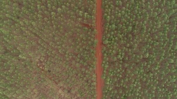 Aerial View Cultivated Field — Stock Video