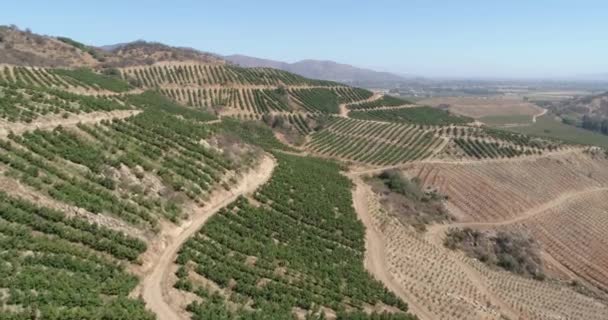 Vista Aérea Campo Cultivo — Vídeo de Stock