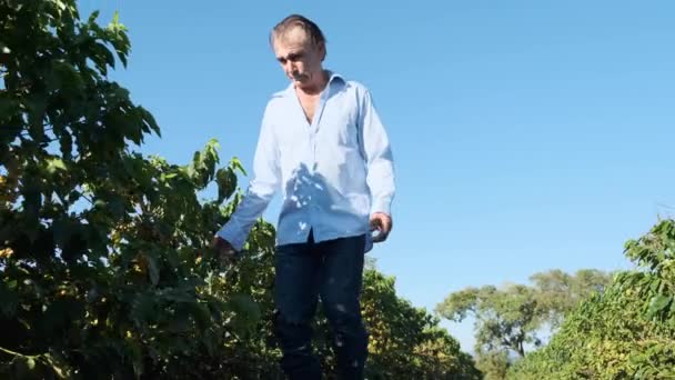 Hombre Maduro Caminando Cerca Arbustos Verdes Revisando Plantas — Vídeo de stock