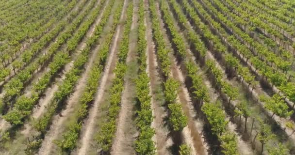 Vista Aérea Del Cultivo Campo — Vídeos de Stock