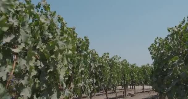 夏天在灌木丛中成熟的葡萄 — 图库视频影像