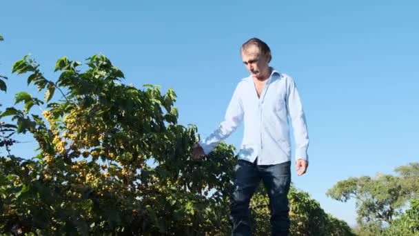 Homme Mûr Marchant Près Des Buissons Verts Vérifiant Les Plantes — Video