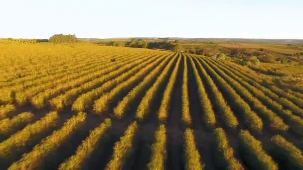 耕地的空中景观 — 图库视频影像