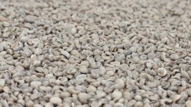 Close View Raw Coffee Beans — Stock Video