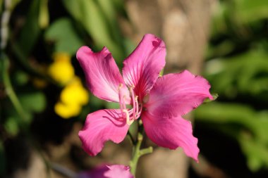 Beş taç yaprağı ve uzun erkek çiçekleri olan tropik pembe çiçek..
