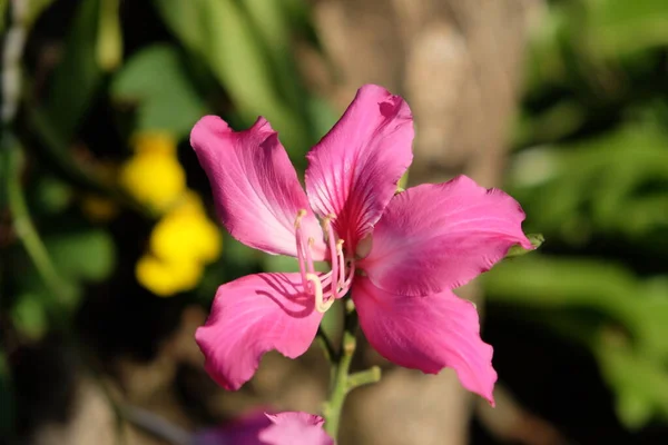 Tropische Rosa Blume Mit Fünf Blütenblättern Und Langen Staubgefäßen — Stockfoto