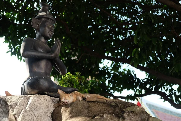 Katzen Ruhen Sich Der Nähe Der Statue Einer Meditierenden Person — Stockfoto