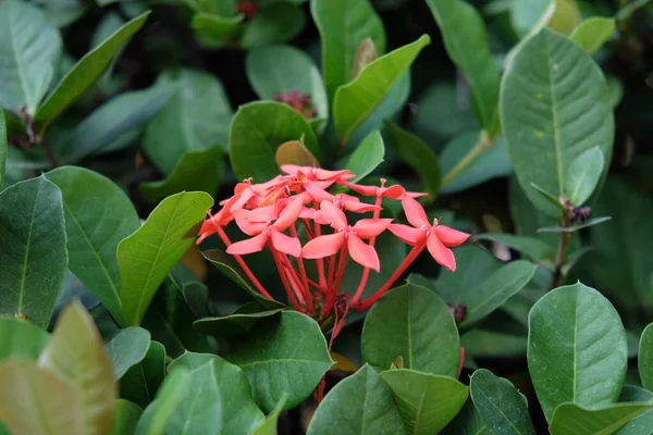 Суцвіття Дрібних Рожевих Чотирипелюсткових Квіток Ростуть Кущі — стокове фото