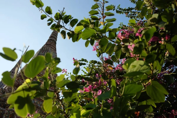 Torre Monasterio Budista Puede Ver Través Las Ramas Arbusto Floreciente — Foto de Stock