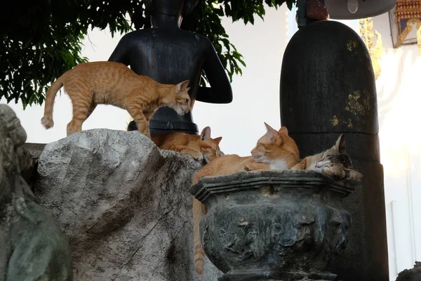 Vários Gatos Vermelhos Estão Descansando Perto Das Esculturas Pedra Parque — Fotografia de Stock
