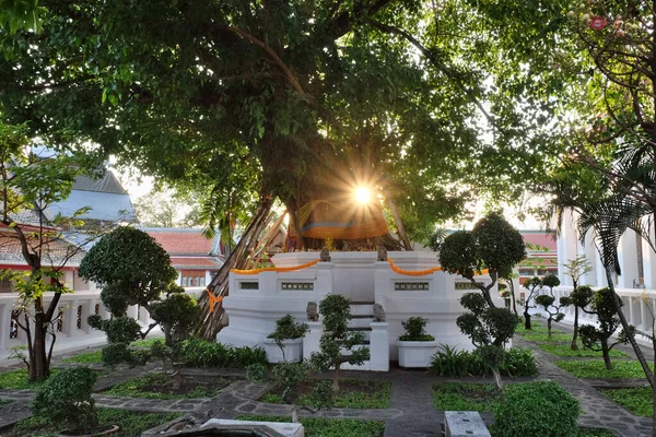 Einen Kleinen Buddhistischen Altar Einem Baum Die Strahlen Der Sonne — Stockfoto