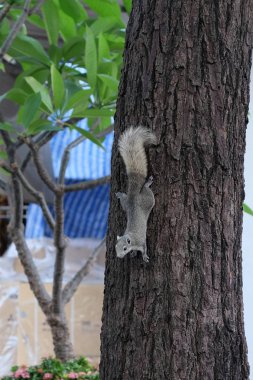 Meraklı bir gri sincap ağaç gövdesine tırmanıyor..