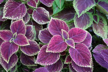 Kırmızı yaprakları ve açık yeşil renkleri olan bir bitki. Çiçek arka planı.