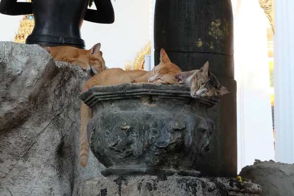 Parktaki Taş Heykellerin Yanında Birkaç Kırmızı Kedi Dinleniyor — Stok fotoğraf