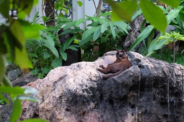 Gatinho Preto Bonito Descansando Uma Pedra Jardim Tropical — Fotografia de Stock