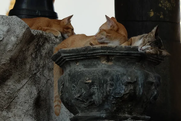 Diversi Gatti Rossi Stanno Riposando Vicino Alle Sculture Pietra Nel — Foto Stock