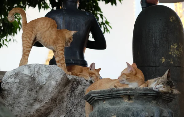Кілька Червоних Котів Відпочивають Біля Кам Яних Скульптур Парку — стокове фото