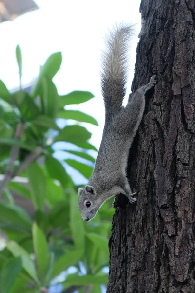 Curious Gray Squirrel Climbs Tree Trunk Royalty Free Stock Photos