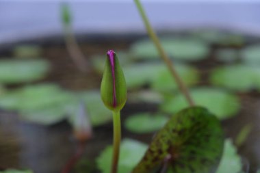 Küçük bir tomurcuk ve nilüfer yaprakları suyun yüzeyinde kalır..